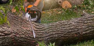 How Our Tree Care Process Works  in  Belford, NJ